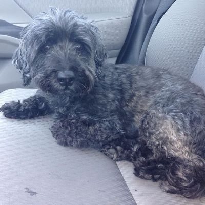 Photo of Sara Mitich brown dog (Doxiepoo) in car